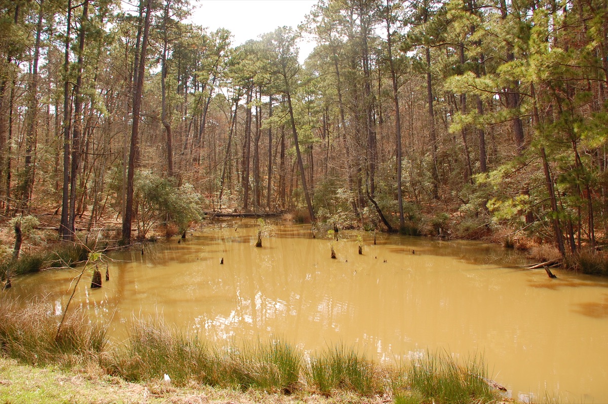 Pine timberland in the Indian Mounds Wilderness of Sabine National Forest in Deep East Texas