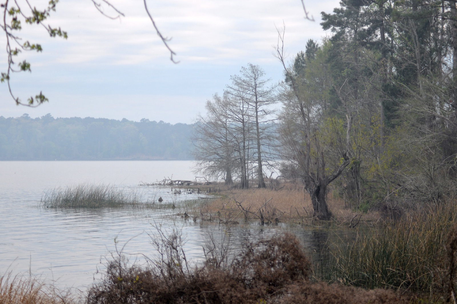 Toledo Bend Reservoir and pine shoreline in Sabine National Forest along the Shelby County border in East Texas